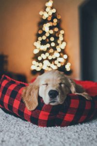 christmas-puppy