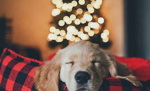 christmas-puppy