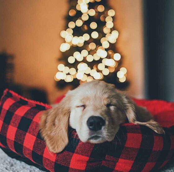 christmas-puppy