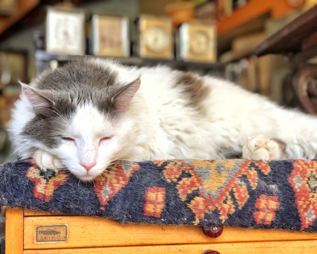 pet-store-sales-trends