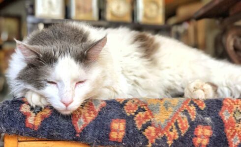 pet-store-sales-trends