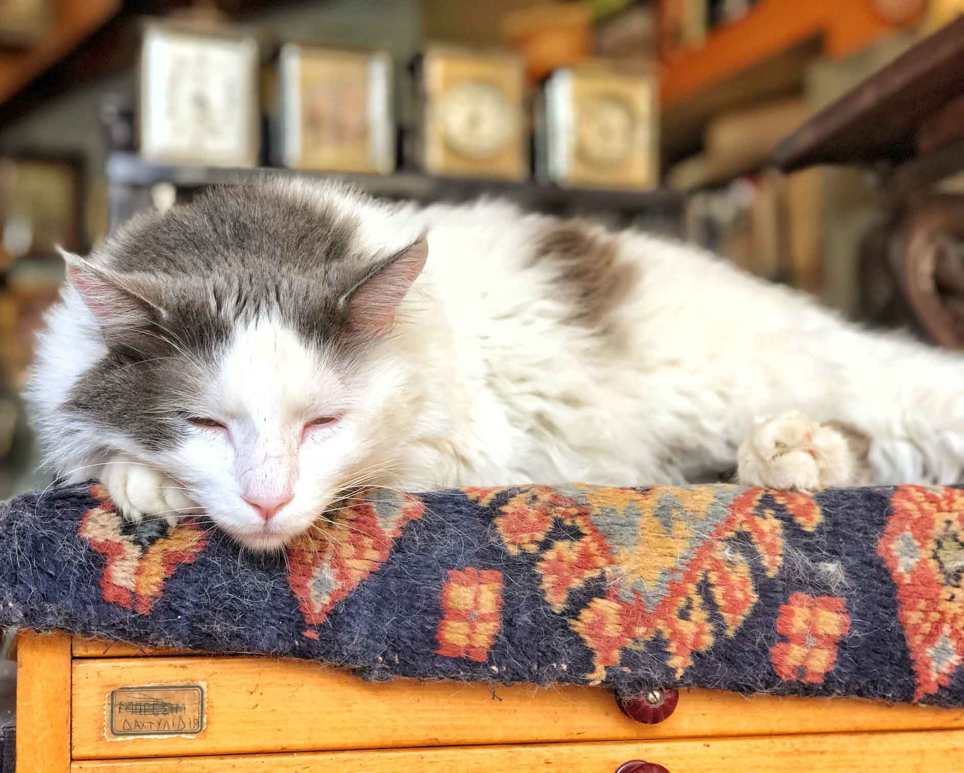 Pet Industry Trends For Retailers Selling Puppies and Pets in 2023 UCFS