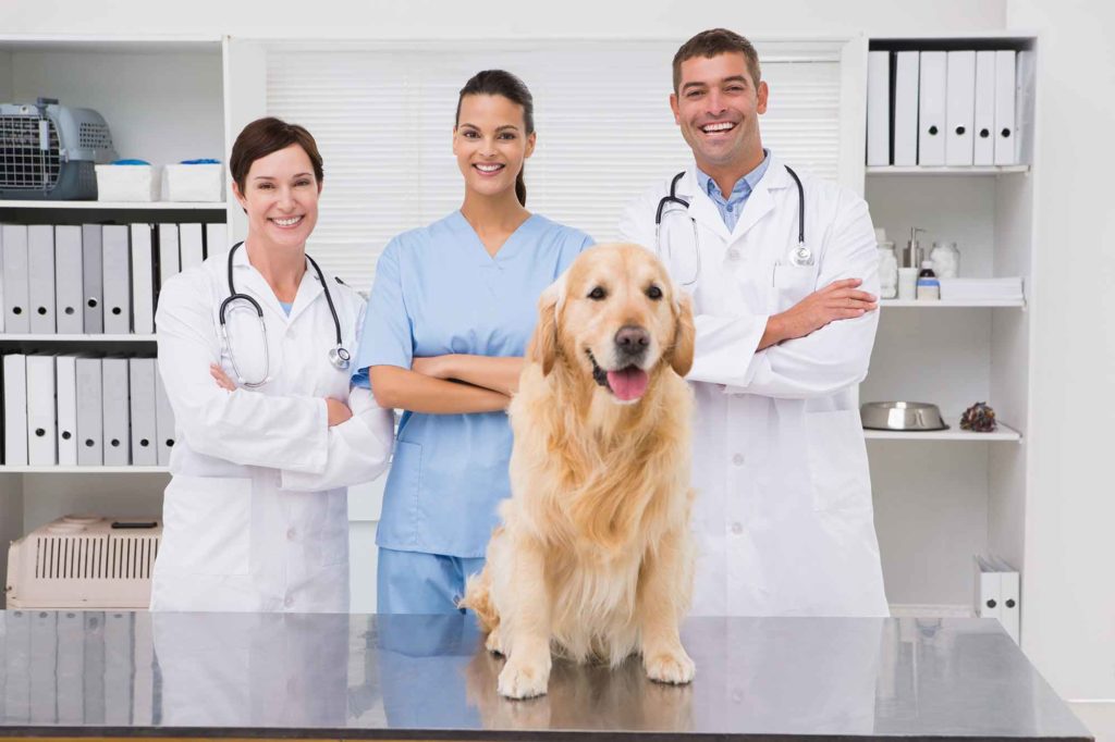 veterinary-financing