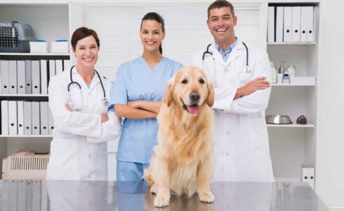 veterinary-financing