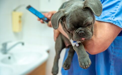 veterinarian-holding-software