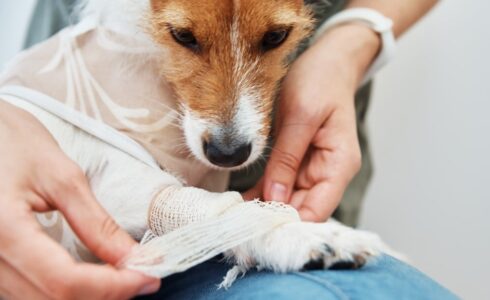 vet-surgery-financing