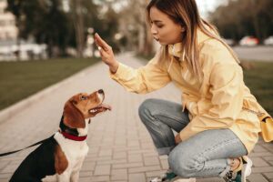 Pet Training Industry Trends and Forecasts in 2024